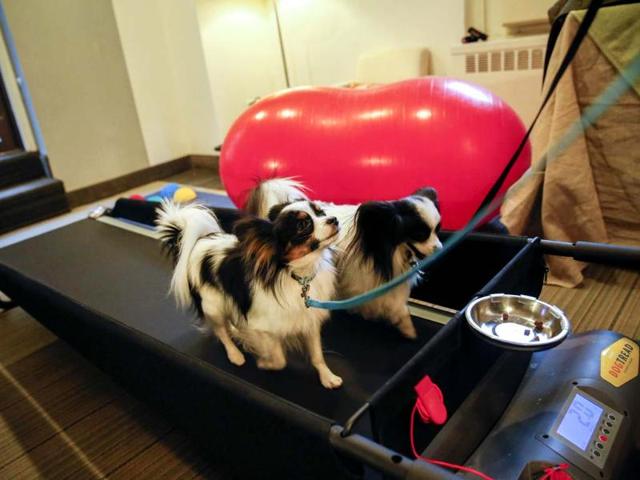 Reseda (L) and Dash, both Papillon dogs, exercise on a dog treadmill at the Affinia Hotel in New York for the annual Westminster Kennel Club Dog Show. (Reuters photo)