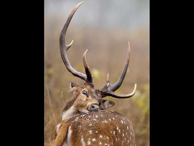 The chital inhabits the Panna forest and regularly features on the menu for a tiger. An adult chital may satiate a tiger for a week.