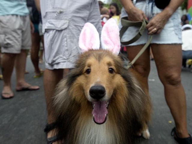A dog dressed in bunny ears is seen during the Blocao dog carnival in Rio de Janeiro, Brazil. About 100 dogs have had their day at a pre-Carnival bash in Rio de Janeiro. (AP photo)