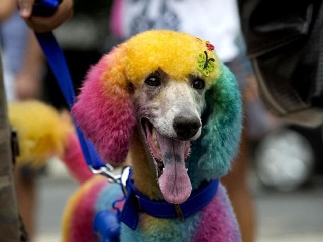 A multicolored dog is seen during the Blocao dog carnival in Rio de Janeiro, Brazil. About 100 dogs have had their day at a pre-Carnival bash in Rio de Janeiro. (AP photo)