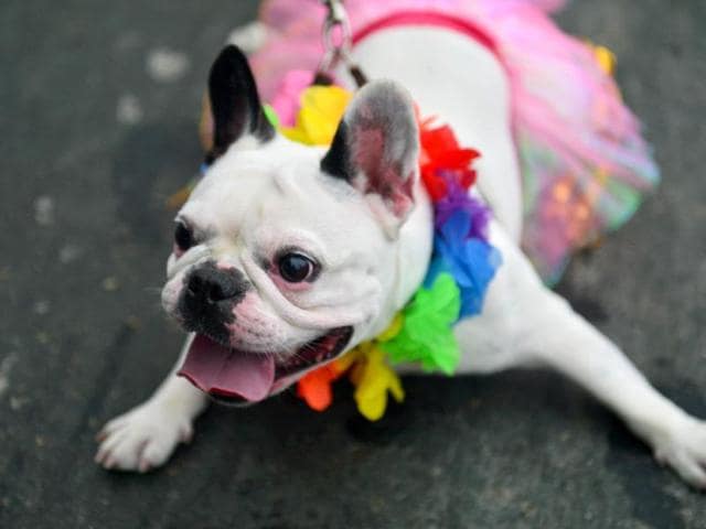 A dog takes part in the animals' carnival parade Blocao, at Copacabana in Rio de Janeiro. (AFP photo)