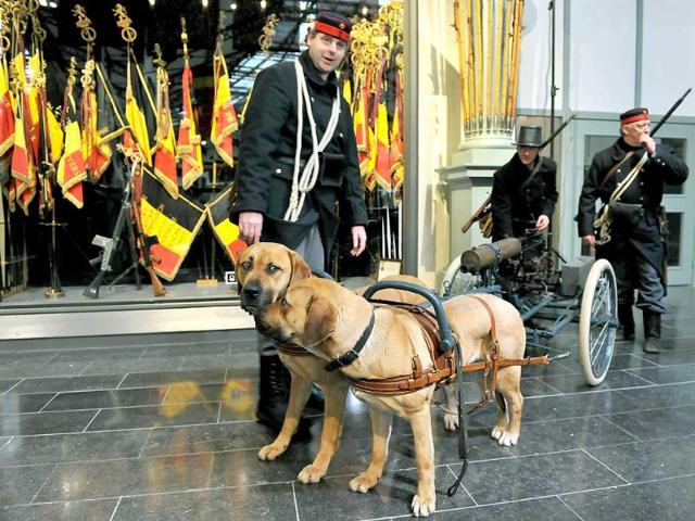 A Belgian machine gun cart pulled by dogs with soldiers dressed in WW1 uniforms is displayed at the Royal Museum of the Army and Military History in Brussels (AFP photo)