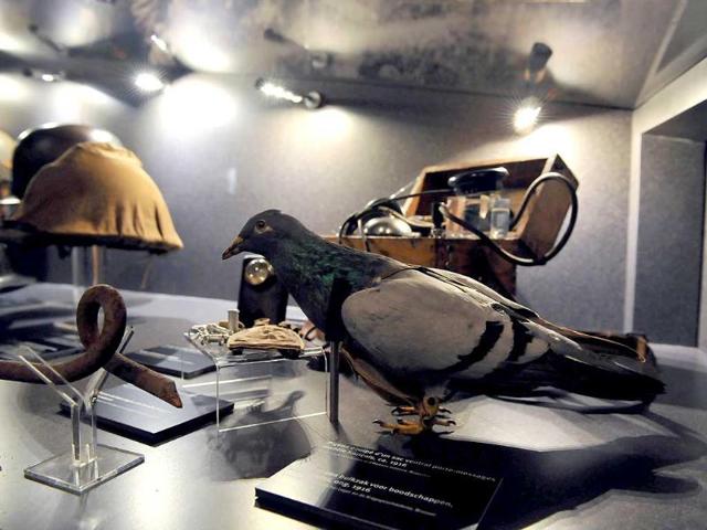 A homing pigeon and communication equipment are displayed at the Royal Museum of the Army and Military History in Brussels marking the centenary of the First World War (AFP photo)