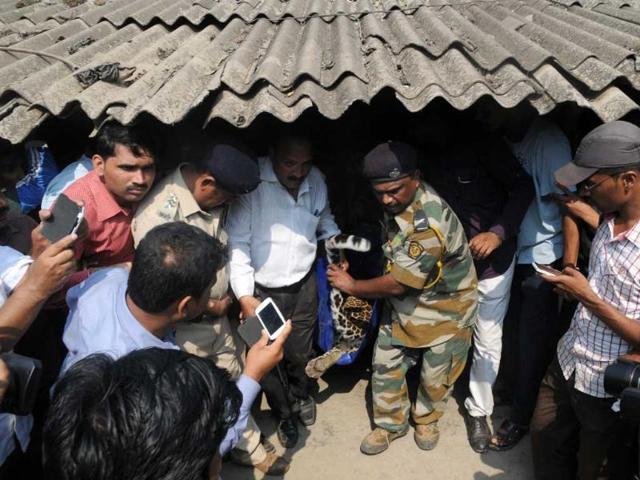 A leopard rescued by forest workers after it strayed into a chawl of Fatherwadi, near Mumbai. (Sanjay Solanki/HT Photo) A leopard rescued by forest workers after it strayed into a chawl of Fatherwadi, near Mumbai. (Sanjay Solanki/HT Photo)