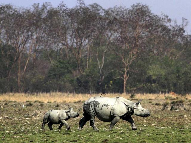 A baby one horned rhinoceros walks behind its mother at the Pobitora wildlife sanctuary about 50 kilometers (31 miles) east of Gauhati, Assam. (AP Photo) A baby one horned rhinoceros walks behind its mother at the Pobitora wildlife sanctuary about 50 kilometers (31 miles) east of Gauhati, Assam. (AP Photo)