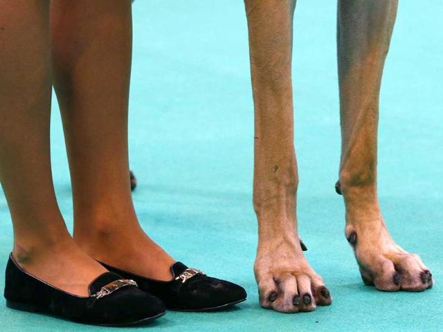 A woman shows a Great Dane during the first day of the Crufts dog show in Birmingham, central England. (Reuters photo) A woman shows a Great Dane during the first day of the Crufts dog show in Birmingham, central England. (Reuters photo)