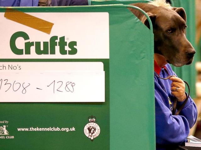 A woman sits with a Great Dane during the first day of the Crufts dog show in Birmingham, central England. (Reuters)