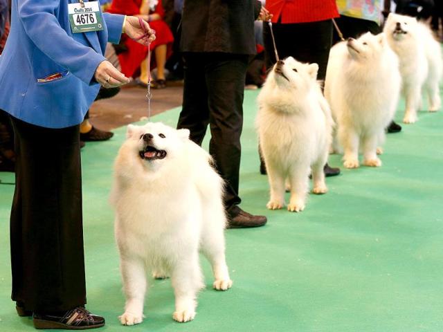 Samoyed dogs are judged during the first day of the Crufts dog show in Birmingham, central England. (Reuters)