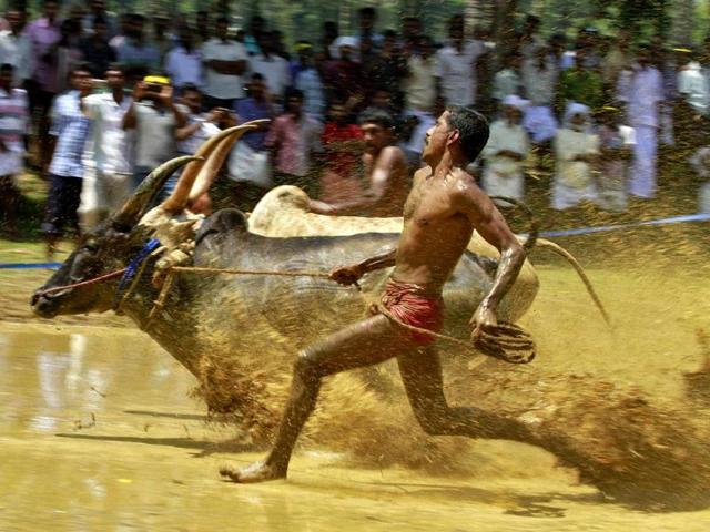 A farmer runs alongside his pair of oxen as they race through a paddy field during the Kakkoor Kalavayal festival at Kakkoor village in the southern Indian state of Kerala.(Reuters photo)