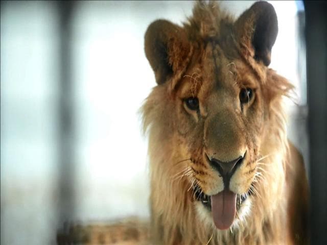 <p>Kabul zoo unveils its new star attraction - Marjan the lion, who lived on a rooftop in the city until rescued by animal welfare officials last year when close to death.</p>