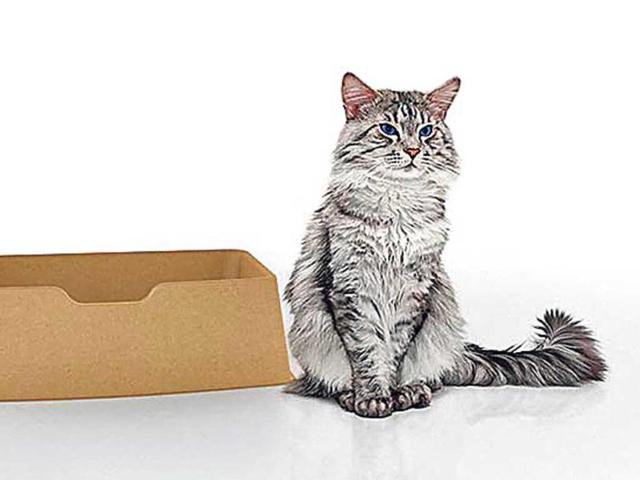 No-litter lair: Many cat owners are plagued with the issue of kitty litter spilling in the area surrounding the litter box. You can tackle this problem by placing the box in a cardboard box or spreading a newspaper sheet under it to prevent litter spills. (Photo: Foundonbhg.com)