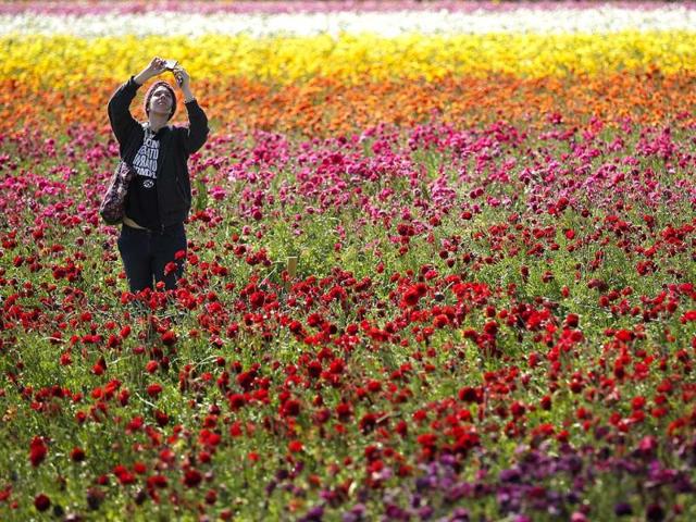 Emily Herren takes a picture with her phone as she visits the Flower Fields in Carlsbad, California. (AP Photo)