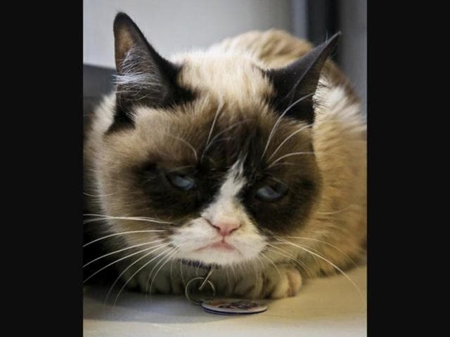 Grumpy-cat