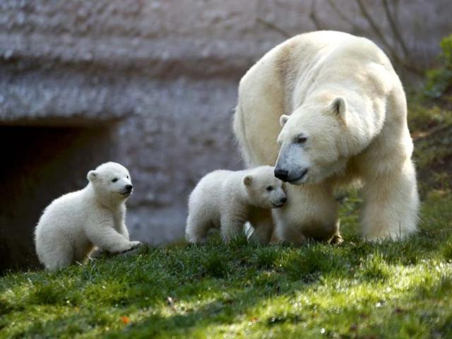 Oh yay, mommy is here. I'm getting a quick cuddle before you, you slowpoke! (Reuters photo)