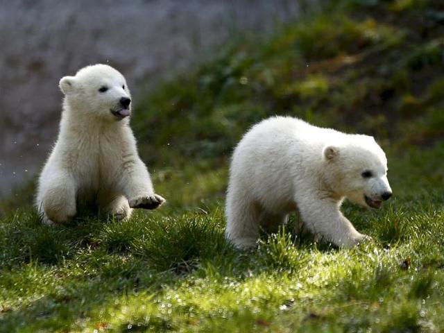 Junior, I'm totally winning this race! Fatty, you get tired so fast! *sticks tongue out* (Reuters photo)