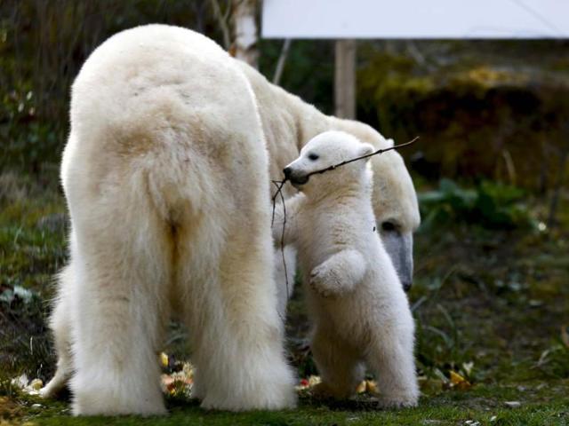 I want to play. Please mom, can junior and I play just one more hour? We promise to clean up later. (Reuters photo)