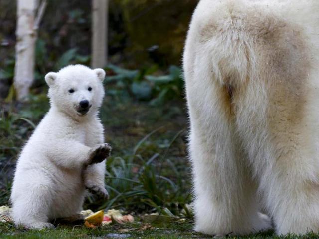 Mommy, mommy, mommy, mommy, mom, mom, mother, maa, moooom...MOMMY! (Reuters photo)