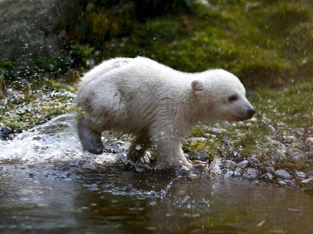 Need to clean up quick. Time to annoy mommy! (Reuters photo)