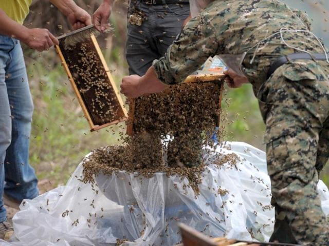 Beekeper She Ping preparing to wear bees on a small hill in southwest China's Chongqing (AFP Photo)