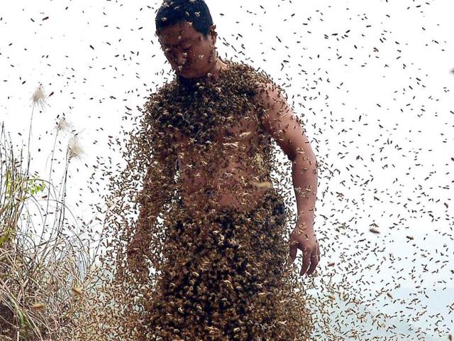 She Ping covered with a swarm of bees on a small hill in southwest China's Chongqing. She Ping released more than 460,000 bees, attracted them to his body and made himself a suit of bees (AFP Photo)