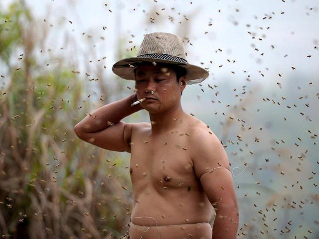 She Ping, a 34 year-old local beekeeper, preparing to wear bees on a small hill in southwest China's Chongqing (AFP Photo)
