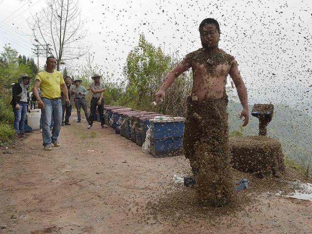 She Ping shakes off bees after an attempt to cover his body with bees in Chongqing municipality. He used queen bees to successfully attract more than 460,000 bees, weighing over 45 kg (Reuters Photo)