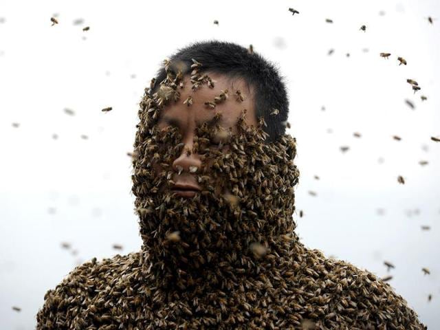 She Ping, a 34-year-old beekeeper, is seen during an attempt to cover his body with bees, in Chongqing municipality (Reuters Photo)