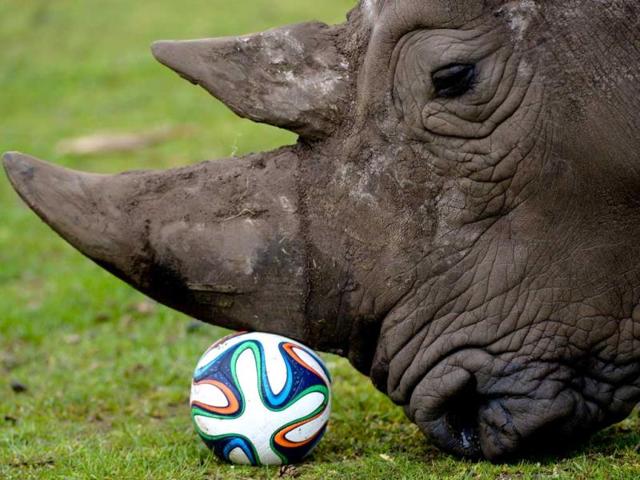 A rhinoceros plays with a football in his enclosure at the Serengeti Park in Hodenhagen, central Germany. (AFP Photo)