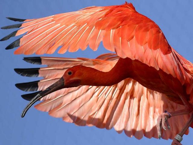 A red ibis flies through the new aviary at the zoo in Zurich, Switzerland. (AP Photo)