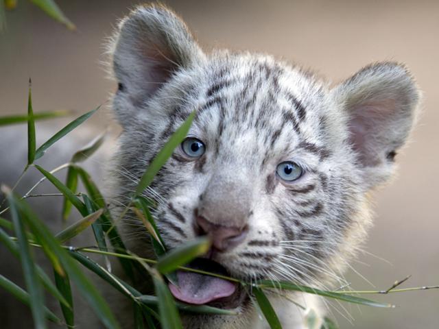 <p>Cleo, a captive white Bengal tiger at the Buenos Aires zoo gave birth to two females and one male white tiger cubs on January 16, 2014 who are now available for public viewing.</p>
