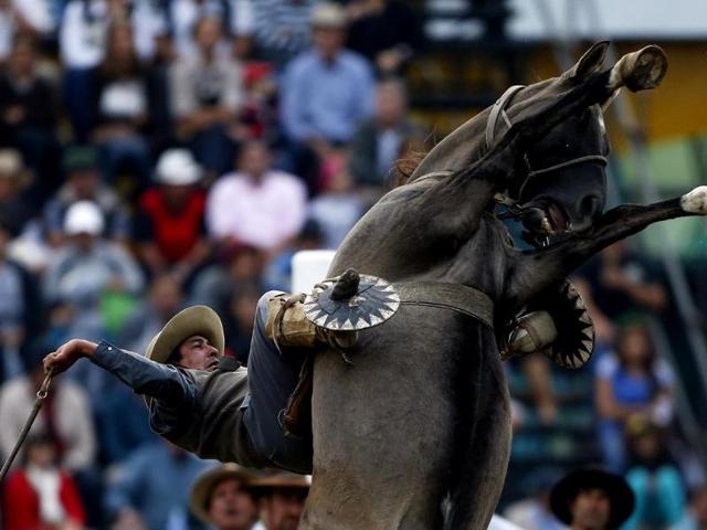 A gaucho rides a wild horse during the annual celebration of Criolla Week in Montevideo. (Reuters photo)
