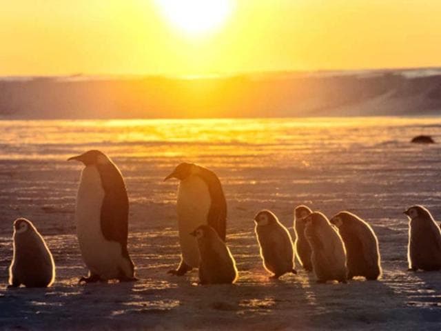 Antartica Antartica