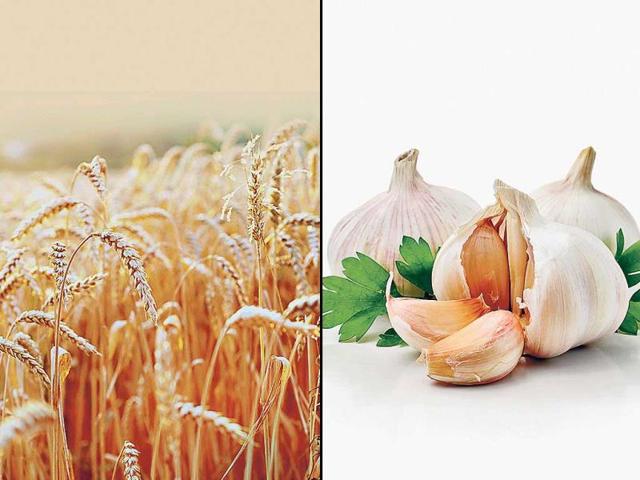 Wholegrains: whole grains carry a lot of antioxidants. It also stabilises blood sugar and prevent insulin spikes. Wheat is a good food for acne prevention. It’s an excellent source of B vitamins, which act as stress busters, as stress triggers acne for some people. | Garlic: garlic is a super food that is one of the richest sources of antioxidants that help prevent and cure acne problems. It will show best effect if eaten raw or you can add some to your salad. (HT PHOTO)