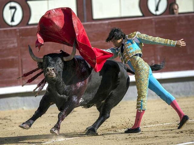 Spanish bullfighter Curro Diaz performs with a Gavira ranch fighting bull during a bullfight at Las Ventas bullring in Madrid (AP Photo)
