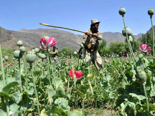 An Afghan security force member destroys an illegal poppy crop in the Noor Gal district of eastern Kunar province. (AFP Photo)