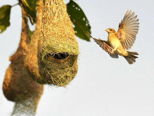An Indian Baya Weaver (Ploceus Philippinus) bird flies near its nest on the outskirts of the eastern Indian city of Bhubaneswar. (AFP Photo)
