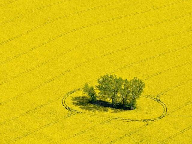 A small group of trees stand in a yellow blooming rape field, pictured from a small plane near Muencheberg, eastern Germany. (AP Photo)