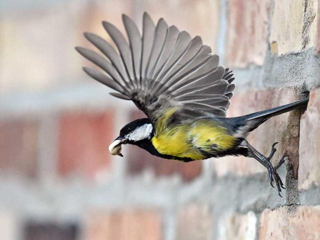 A great tit (parus major) has droppings in its pecker as it flies out of a hole in a wall in Petersdorf, eastern Germany. (AP Photo) A great tit (parus major) has droppings in its pecker as it flies out of a hole in a wall in Petersdorf, eastern Germany. (AP Photo)