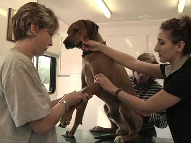 <p>Everyone knows about bloodmobiles for humans. But a bloodmobile for dogs? The University of Pennsylvania's veterinary school operates one that collects blood from pets around Philadelphia.</p>