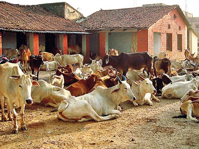 President nod to blanket ban on cow slaughter in Maharashtra | Latest News India - Hindustan Times President nod to blanket ban on cow slaughter in Maharashtra | Latest News India - Hindustan Times