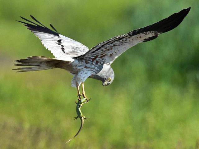 A Montagu's Harrier carries a lizard at a meadow near Mallnow, eastern Germany. (AFP photo)