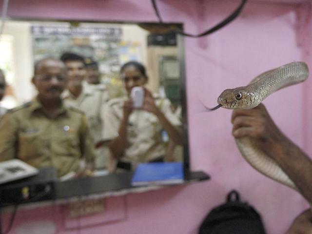 Police staff watches a 7.5ft rat snake at Shivaji Park police station in Dadar, Mumbai. (HT Photo/Kalpak Pathak)