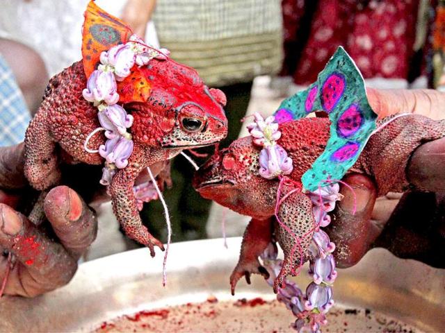 A priest conducting marriage of frogs for rains at Debgram village in Birbhum district of West Bengal. (PTI Photo)