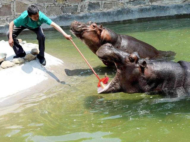 A hippopotamus has its teeth cleaned by a keeper in its enclosure in Qingdao Wildlife World in Qingdao, east China's Shandong province. (AFP Photo) A hippopotamus has its teeth cleaned by a keeper in its enclosure in Qingdao Wildlife World in Qingdao, east China's Shandong province. (AFP Photo)