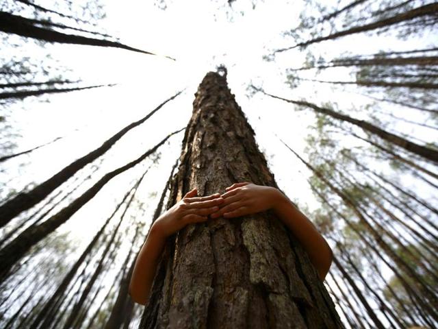A boy hugs a tree as he prepares to take part in an attempt to break the Guinness World Record for the most number of people hugging trees for two minutes in Kathmandu on June 5, 2014. According to the event organiser, 2,001 people took part in the event, held on World Environment Day, to spread the message of saving the environment. (Reuters)