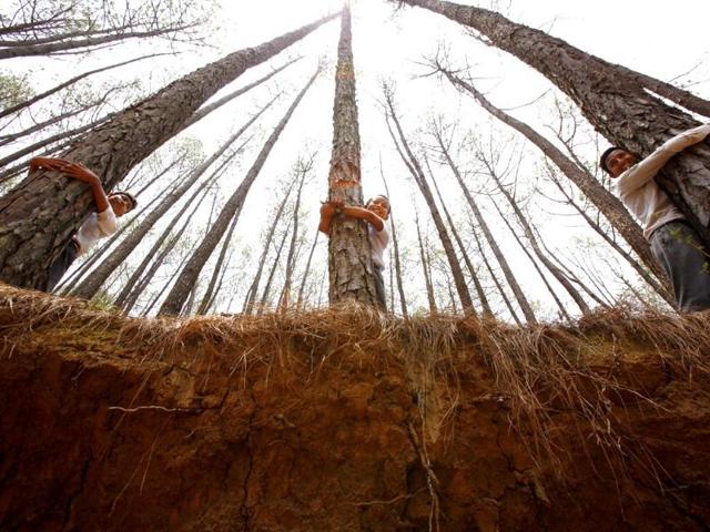Nepalese students hug trees during a mass tree hugging on the World Environment Day on the outskirts of Katmandu, Nepal, Thursday, June 5, 2014. More than 2,000 people gathered in Nepal's capital on Thursday in a bid to set a world record for the largest tree hug. (AP Photo)