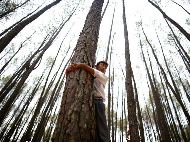 A boy hugs a tree as he takes part in an attempt to break the Guinness World Record for the most number of people hugging trees for two minutes in Kathmandu June 5, 2014.(Reuters)