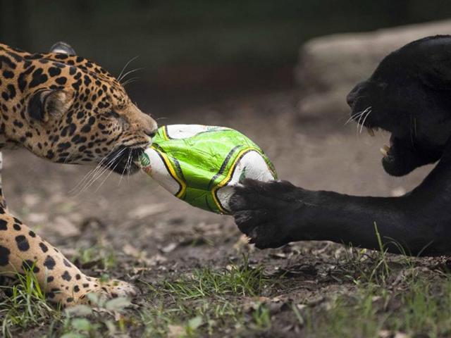 Colombia, Medellín: Jaguars (Panthera onca) play with a football at the Santa Fe zoo in Medellin. (AFP PHOTO)