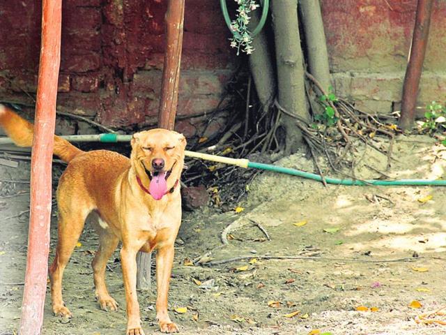 Delhi: Man mercilessly tortures street dog, posts video online | Latest News Delhi - Hindustan Times Delhi: Man mercilessly tortures street dog, posts video online | Latest News Delhi - Hindustan Times