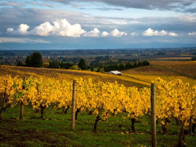 A-photo-of-an-Oregon-wineyard-AP A-photo-of-an-Oregon-wineyard-AP